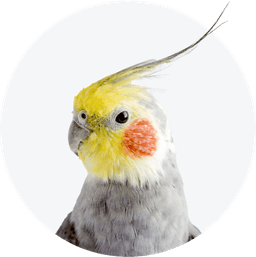 https://cdn.maaboom.com/shop/uploads/category_pet/bird-1.png