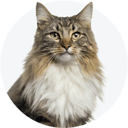 https://cdn.maaboom.com/shop/uploads/category_pet/cat-1.png