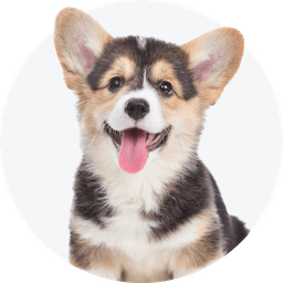 https://cdn.maaboom.com/shop/uploads/category_pet/dog-1.png