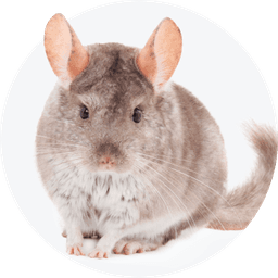 https://cdn.maaboom.com/shop/uploads/category_pet/exotic-2.png