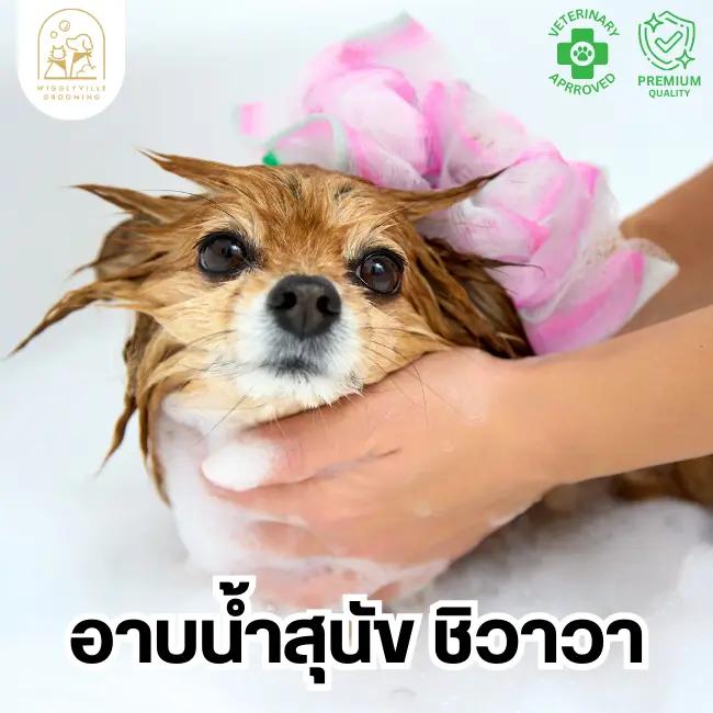 บริการอาบน้ำ สำหรับสุนัขสายพันธุ์ชิวาวา (Full Dog Bath For Chihuahua)