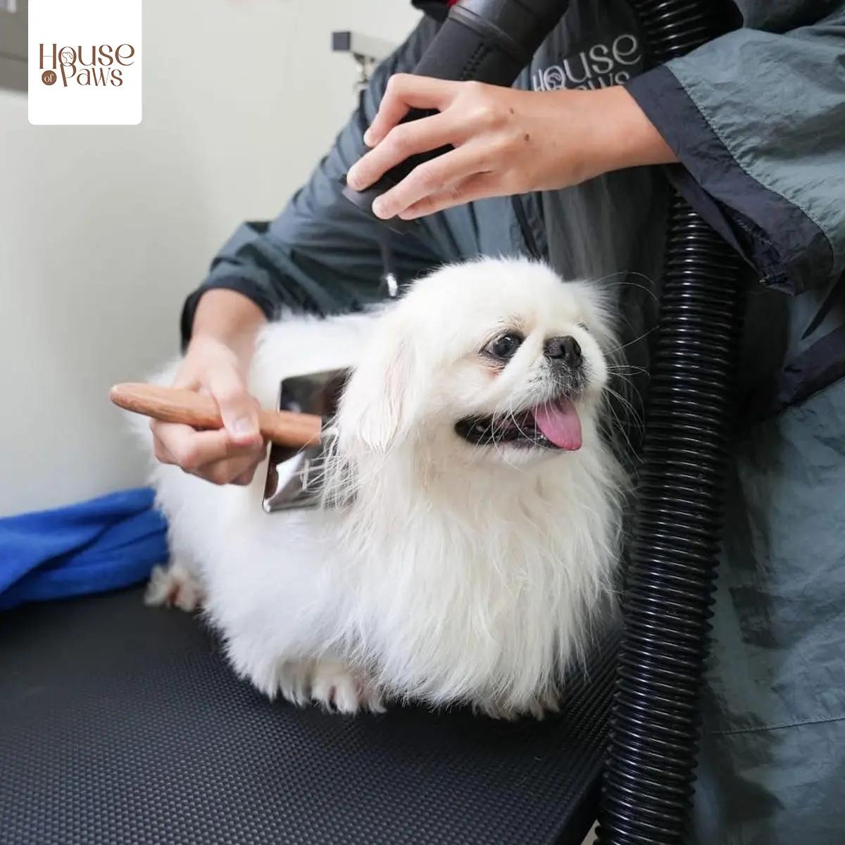 บริการอาบน้ำ+ตัดขน