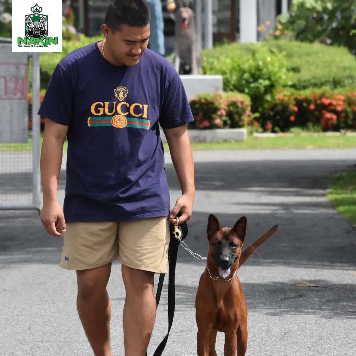 คอร์สการฝึกและปรับพฤติกรรมสุนัขกัด (ดุ) รายเดือน