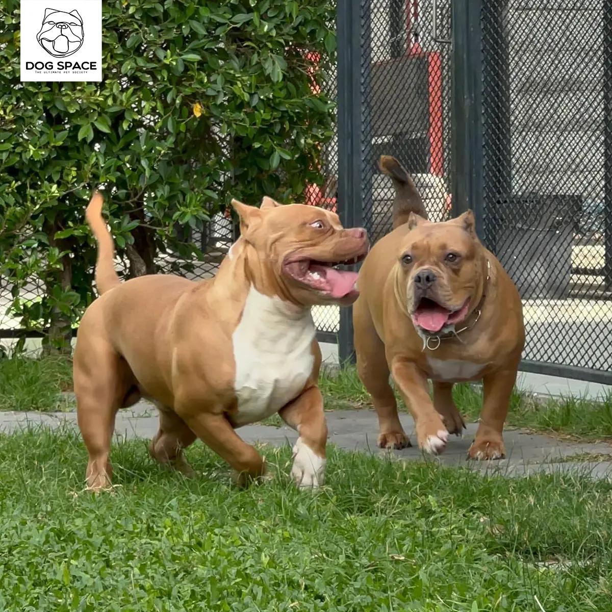 โรงแรมรับฝากสุนัข ย่านบางพลี สมุทรปราการ