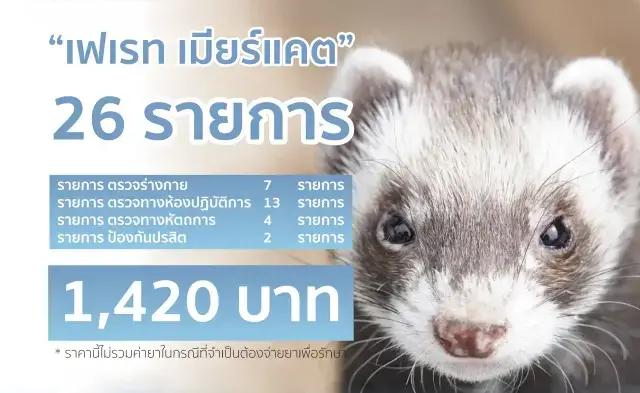 แพ็คเกจ ตรวจสุภาพ เฟอเรท และเมียร์แคต