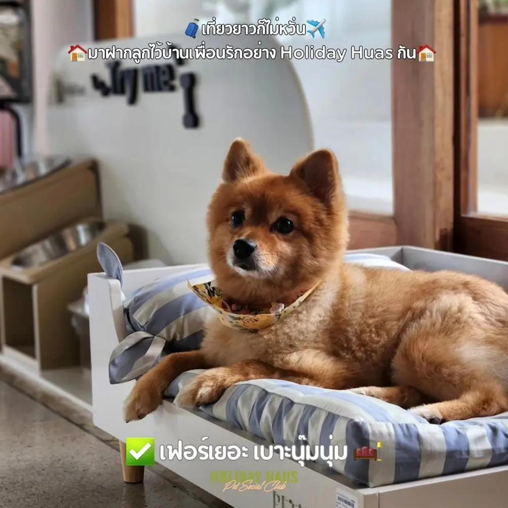 โรงแรมรับฝากสุนัขแบบ Night care