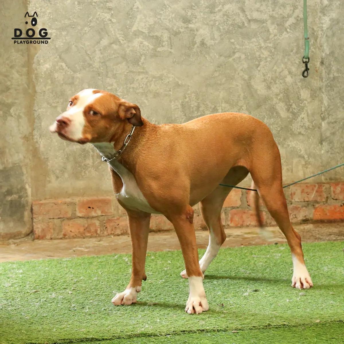 โรงแรมสุนัข ที่พักห้องแอร์ธรรมดา (หรือ) ห้อง VIP พัดลม 10 คืน แถม 2 คืน