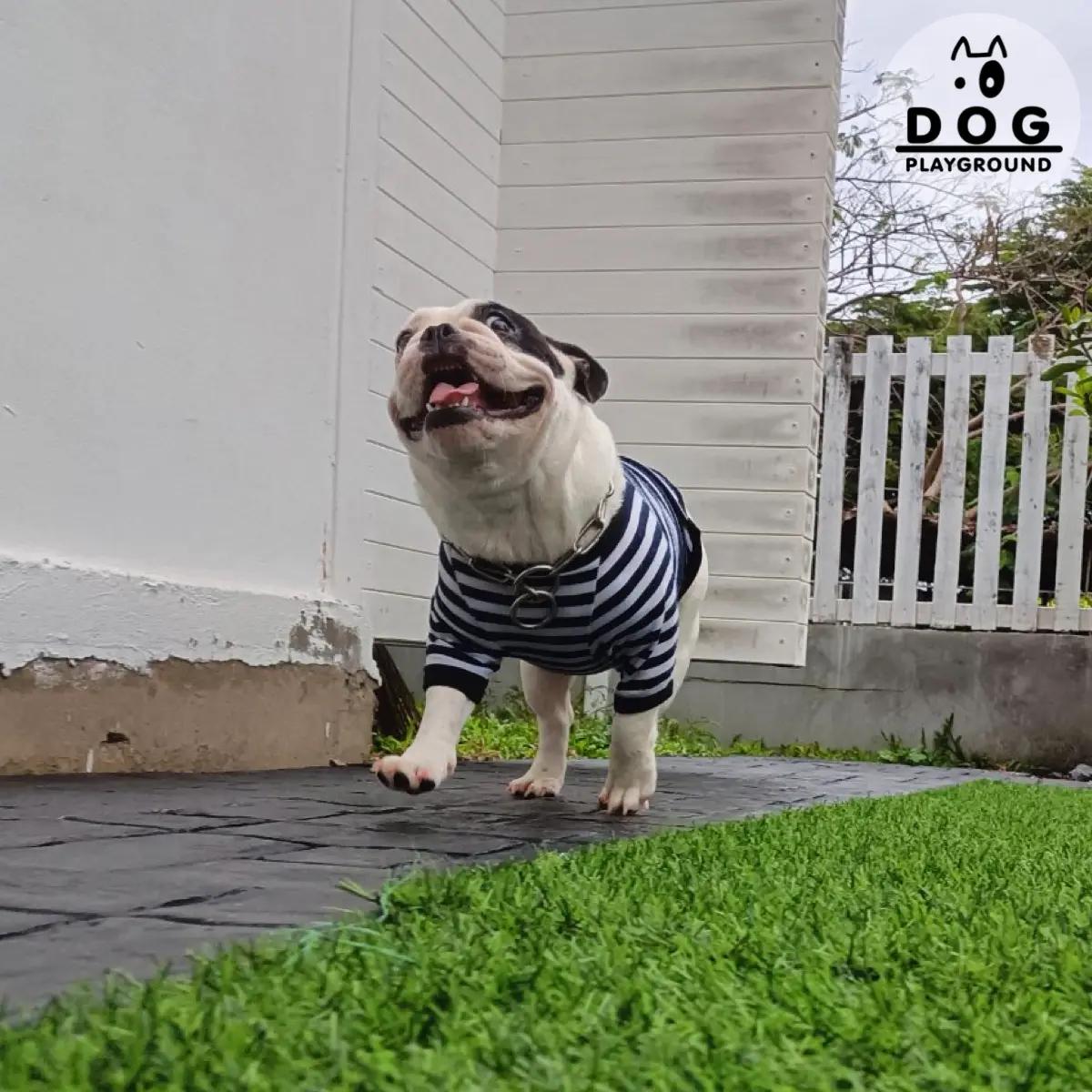 โรงแรมสุนัข ที่พักห้องสุนัขเล็ก 5 คืน แถม 1 คืน