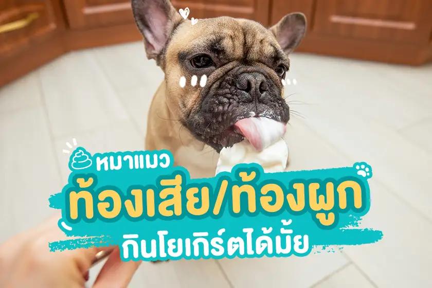 หมาแมว ท้องเสีย/ท้องผูก กินโยเกิร์ตได้มั้ย