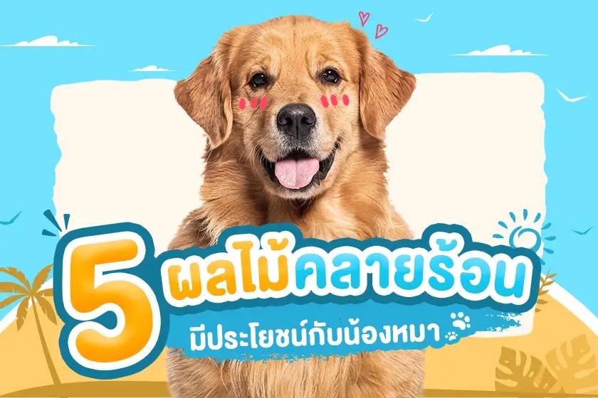 5 ผลไม้คลายร้อน มีประโยชน์กับน้องหมา