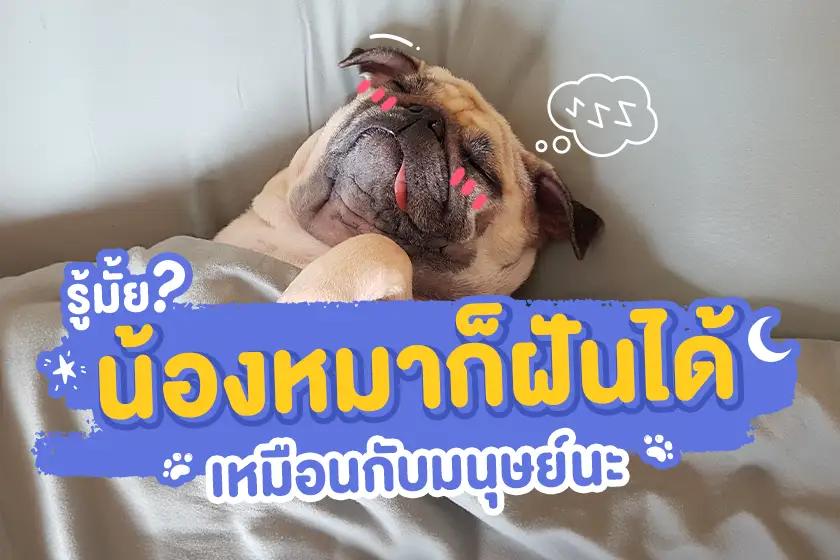 รู้มั๊ย? น้องหมาก็ฝันได้เหมือนกับมนุษย์นะ