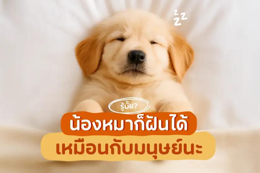 รู้มั๊ย? น้องหมาก็ฝันได้เหมือนกับมนุษย์นะ