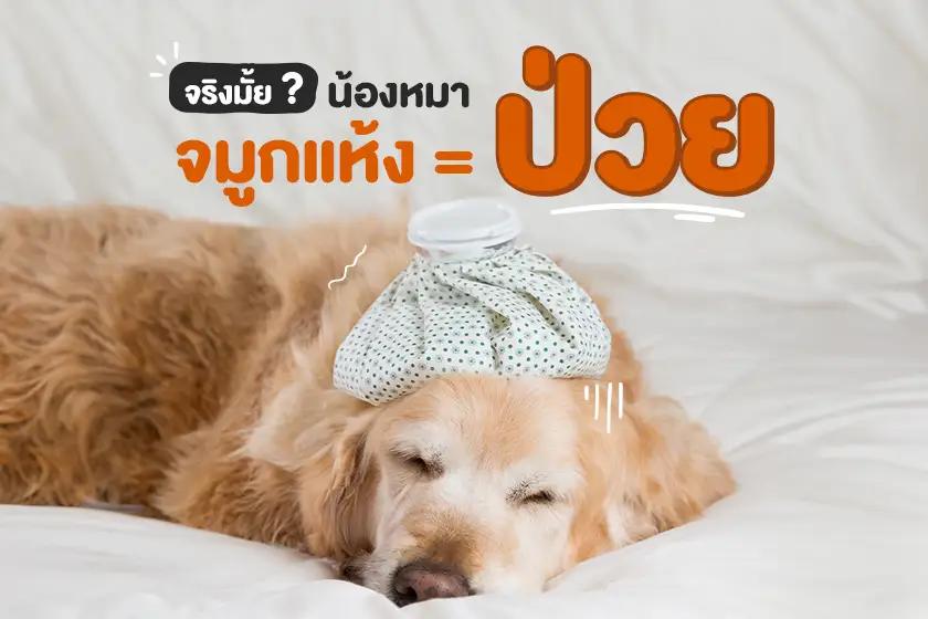 Did You Know? เคยได้ยินมั้ยว่า &quot;หมาจมูกแห้ง = ป่วย&quot;