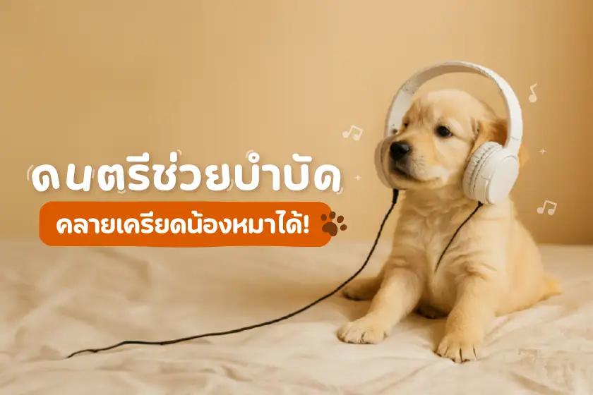 ดนตรีช่วยบำบัด คลายเครียดน้องหมาได้