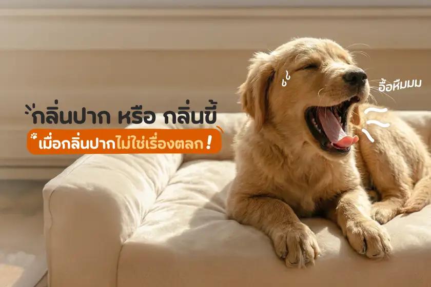 อื้อหืมมม กลิ่นปาก หรือ กลิ่นขี้ เมื่อกลิ่นปากไม่ใช่เรื่องตลก!