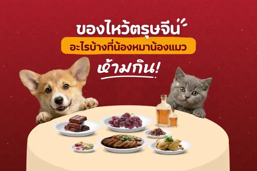 ของไหว้ตรุษจีน อะไรบ้างที่น้องหมาน้องแมว  ห้ามกิน!
