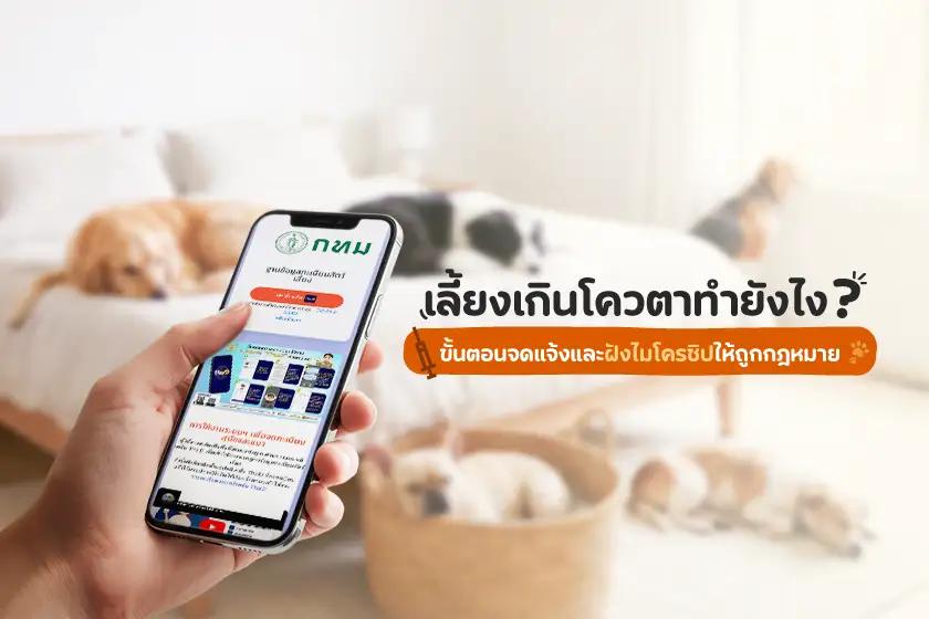 เลี้ยงเกินโควตาทำยังไง?  ขั้นตอนจดแจ้งและฝังไมโครชิปให้ถูกกฎหมาย