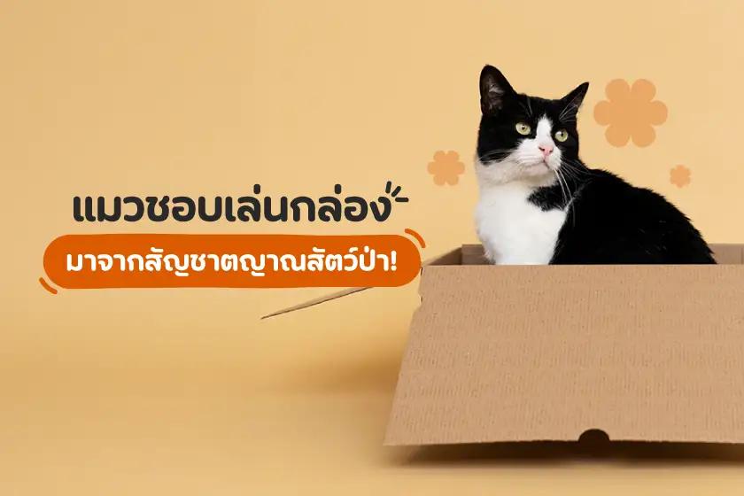 แมวชอบเล่นกล่อง มาจากสัญชาตญาณสัตว์ป่า!