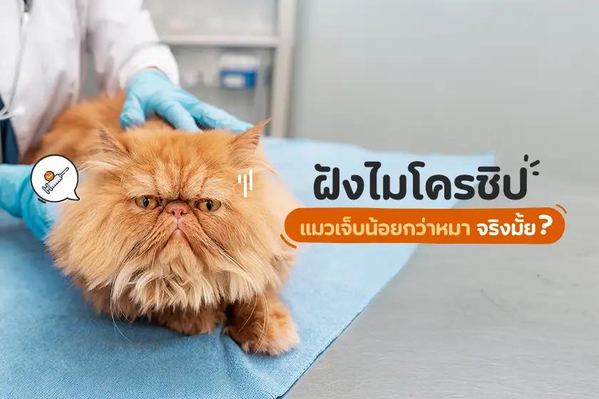 ฝังไมโครชิป แมวเจ็บน้อยกว่าหมา จริงมั้ย???