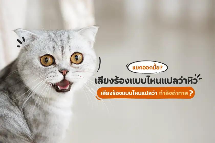 แยกออกมั้ย? เสียงร้องแบบไหนแปลว่าหิว เสียงร้องแบบไหนแปลว่ากำลังด่าทาส?