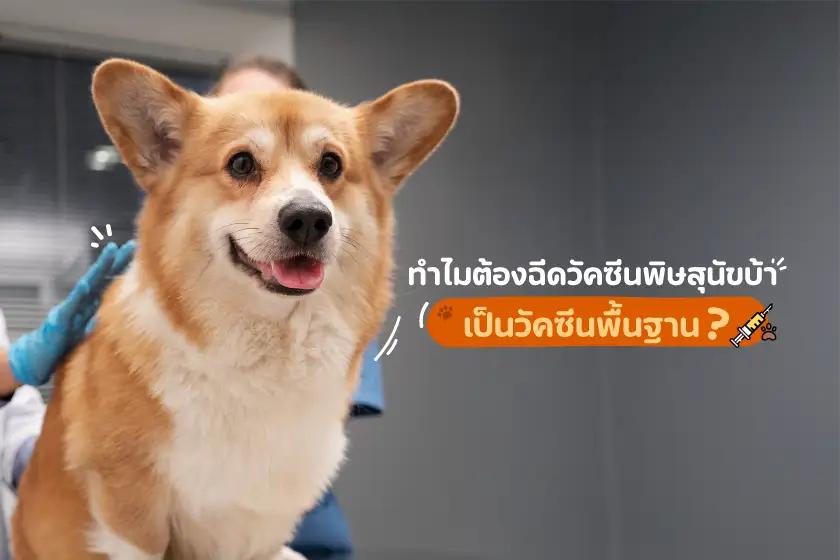 ทำไมต้องฉีดวัคซีนพิษสุนัขบ้า เป็นวัคซีนพื้นฐาน?