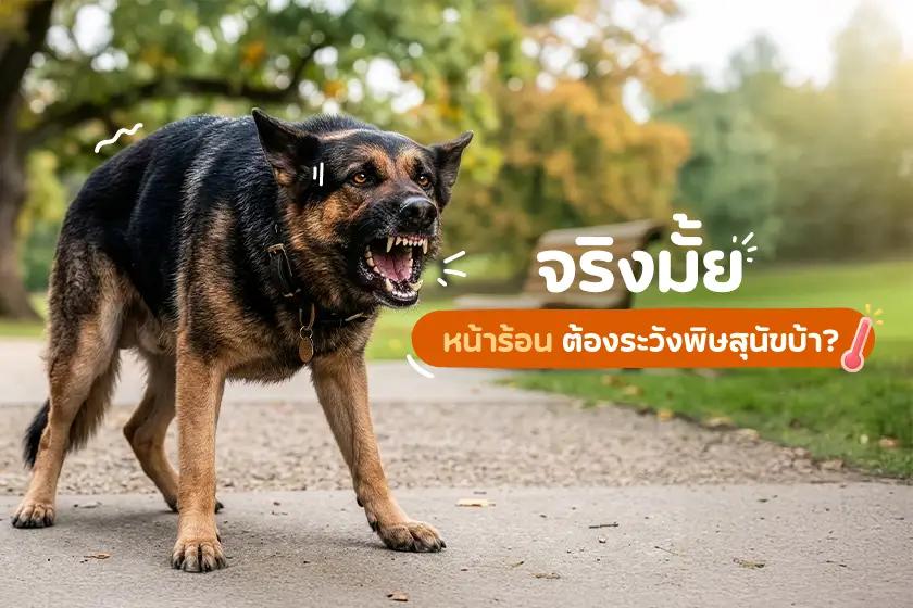 จริงมั้ย? หน้าร้อน ต้องระวังพิษสุนัขบ้า?