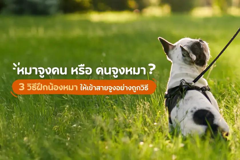 หมาจูงคน หรือคนจูงหมา?!? 3 วิธีฝึกน้องหมาให้เข้าสายจูงอย่างถูกวิธี