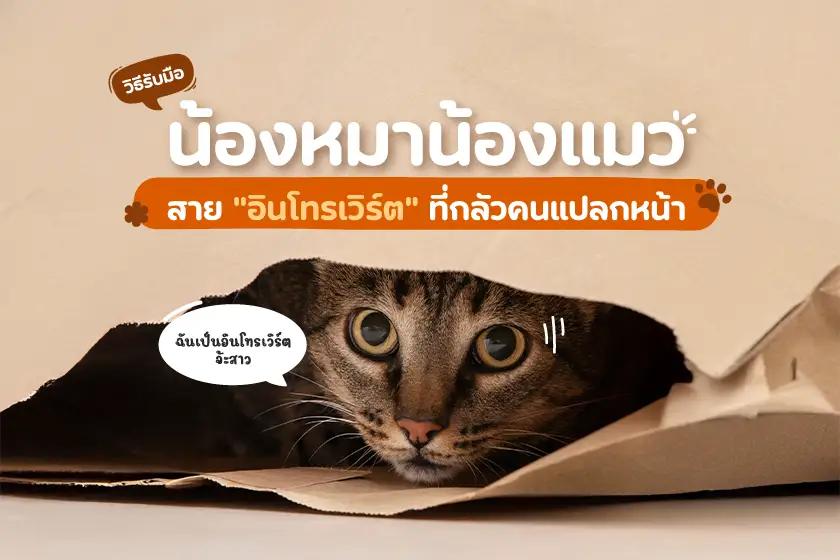 วิธีรับมือกับน้องหมาน้องแมวสาย  "อินโทรเวิร์ต" ที่กลัวคนแปลกหน้า