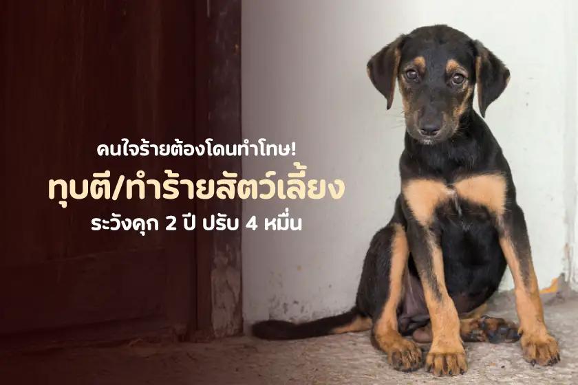 คนใจร้ายต้องโดนทำโทษ! ทุบตี/ทำร้ายสัตว์เลี้ยง ระวังคุก 2 ปี ปรับ 4 หมื่น