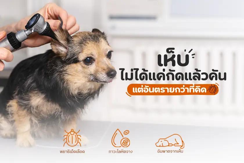 เห็บ  ไม่ได้แค่กัดแล้วคัน  แต่อันตรายกว่าที่คิด