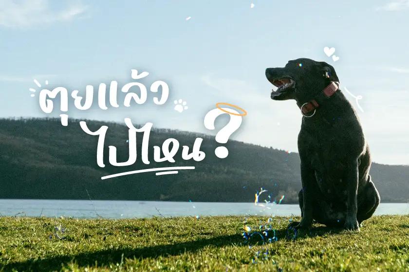ตุยแล้วไปไหน? บริจาคร่างสัตว์เลี้ยง  อีกหนึ่งทางเลือกของการจากลาที่มีความหมาย