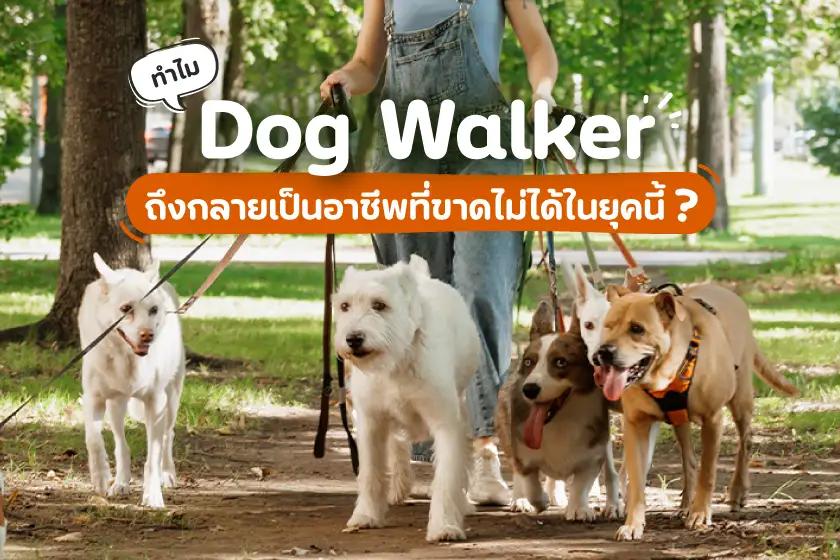 ทำไม Dog Walker  ถึงกลายเป็นอาชีพที่ขาดไม่ได้ในยุคนี้ !?!