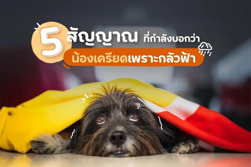5 สัญญาณที่กำลังบอกว่า น้องเครียดเพราะกลัวฟ้า