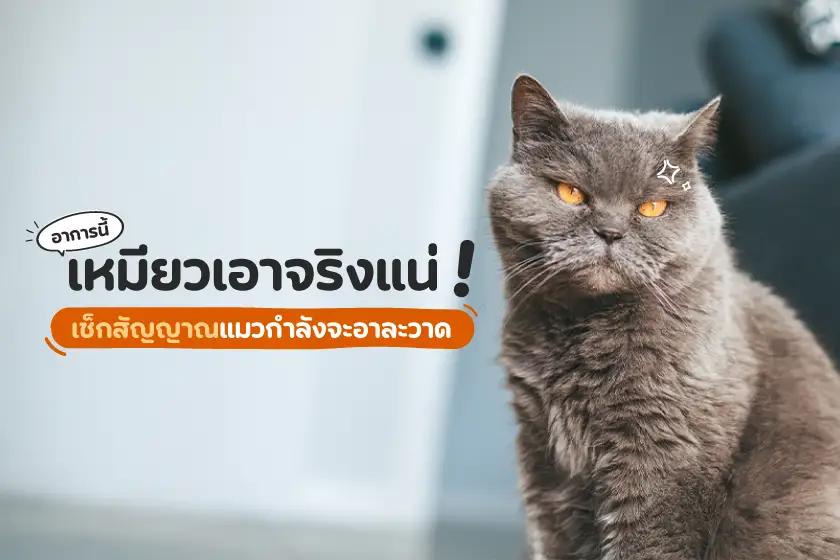 อาการนี้ เหมียวเอาจริงแน่! เช็กสัญญาณแมวกำลังจะอาละวาด