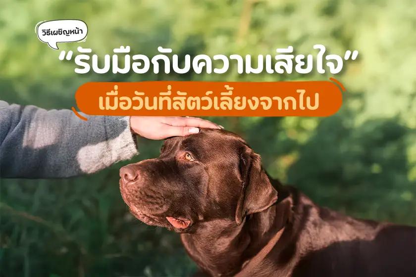 วิธีเผชิญหน้า “รับมือกับความเสียใจ” เมื่อวันที่สัตว์เลี้ยงจากไป
