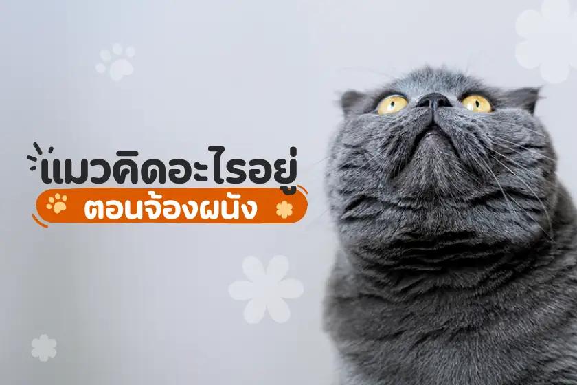 แมวคิดอะไรอยู่ตอนจ้องผนัง???