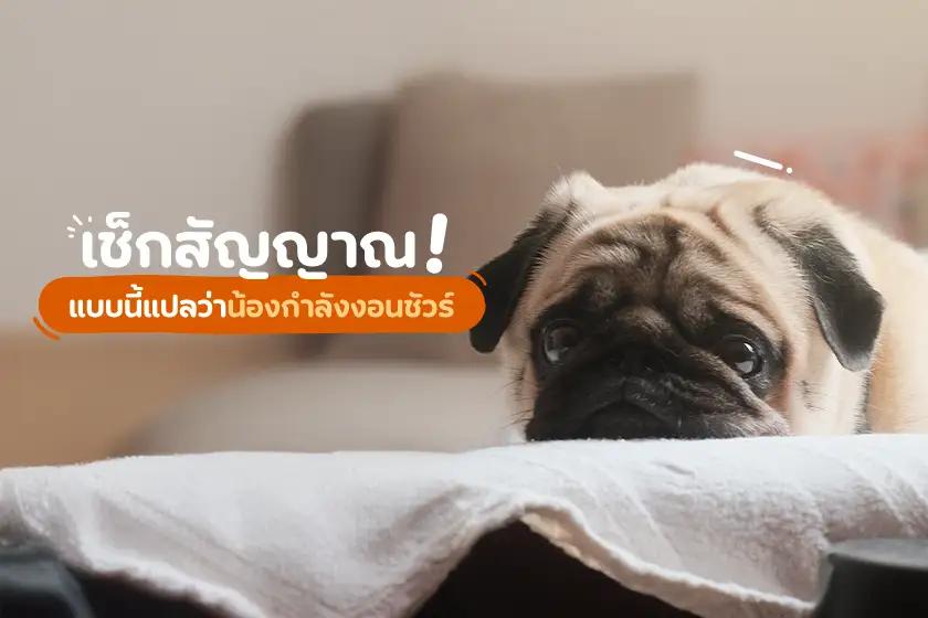 เช็กสัญญาณ! แบบนี้แปลว่าน้องกำลังงอนชัวร์