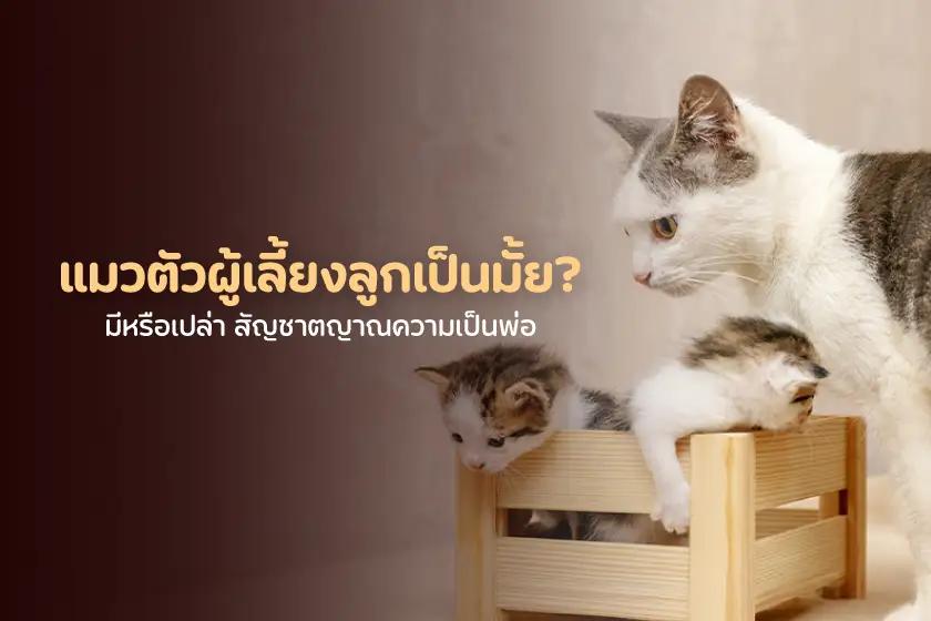 แมวตัวผู้เลี้ยงลูกเป็นมั้ย? มีหรือเปล่า สัญชาตญาณความเป็นพ่อ
