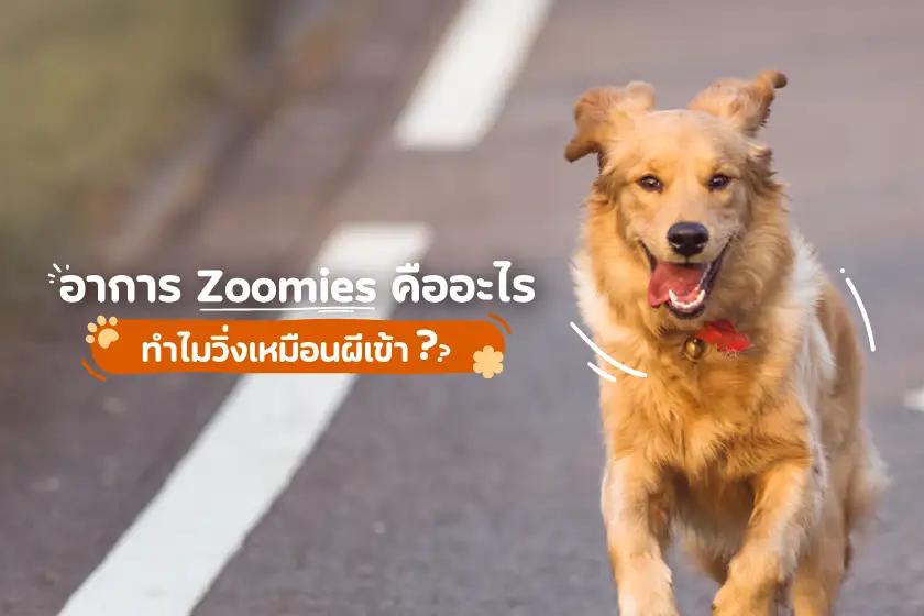 อาการ Zoomies คืออะไร  ทำไมวิ่งเหมือนผีเข้า?!?