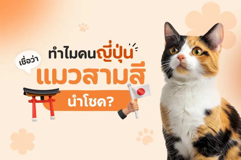 ทำไมคนญี่ปุ่น เชื่อว่าแมวสามสีนำโชค?
