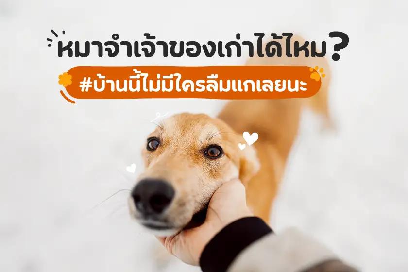 หมาจำเจ้าของเก่าได้ไหม? บ้านนี้ไม่มีใครลืมแกเลยนะ