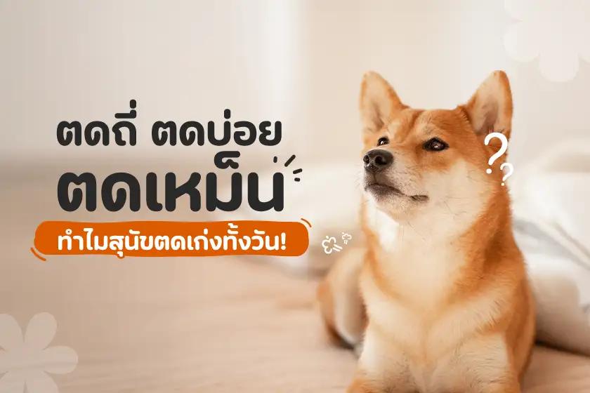 ตดถี่ ตดบ่อย ตดเหม็น ทำไมสุนัขตดเก่งทั้งวัน!