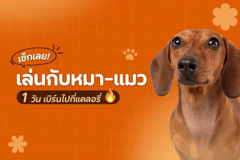 เช็กเลย! เล่นกับหมา-แมว 1 วัน เบิร์นไปกี่แคลอรี่