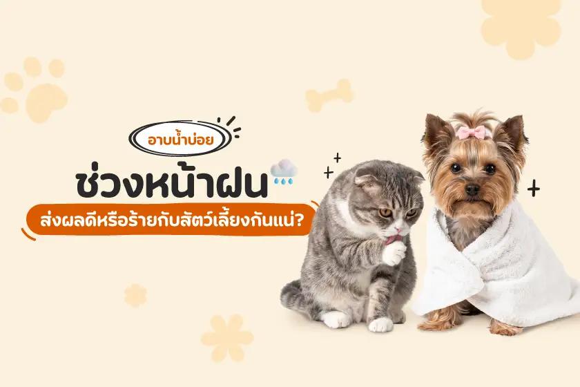 อาบน้ำบ่อยช่วงหน้าฝน  ส่งผลดีหรือร้ายกับสัตว์เลี้ยงกันแน่?