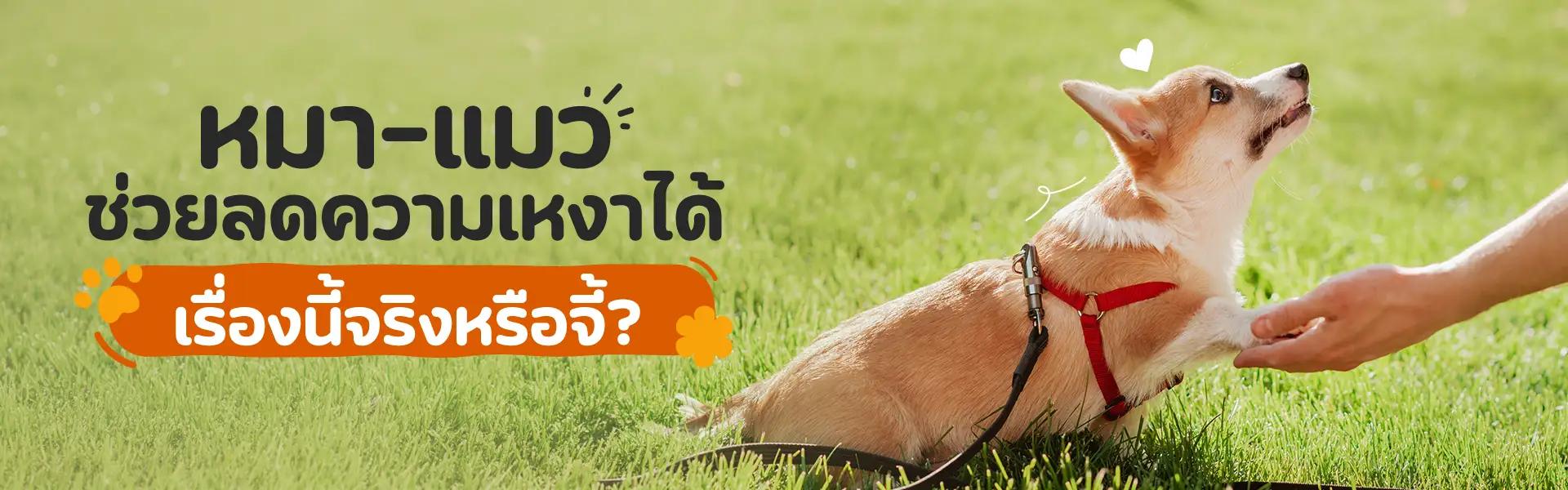 Article Banner