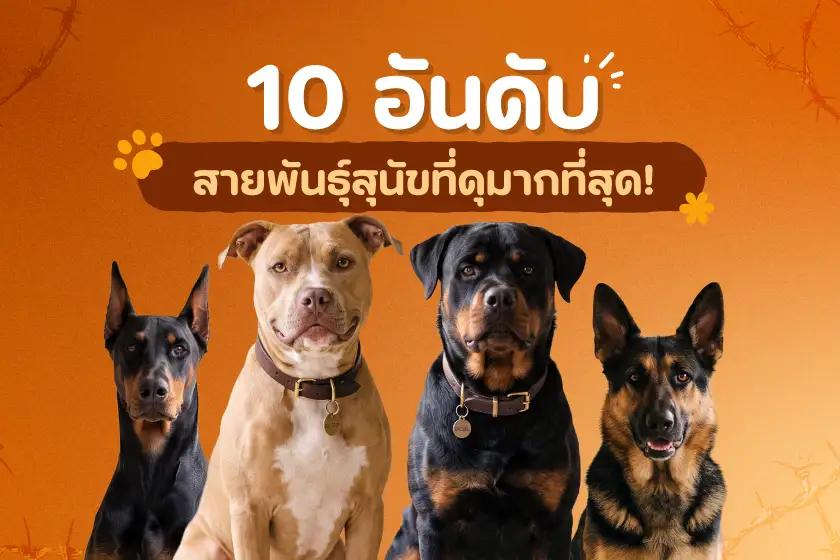 10 อันดับสายพันธุ์สุนัข ที่ดุมากที่สุด!
