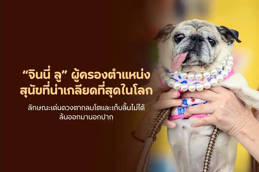 จินนี่ ลู ผู้ครองตำแหน่ง สุนัขที่น่าเกลียดที่สุดในโลก