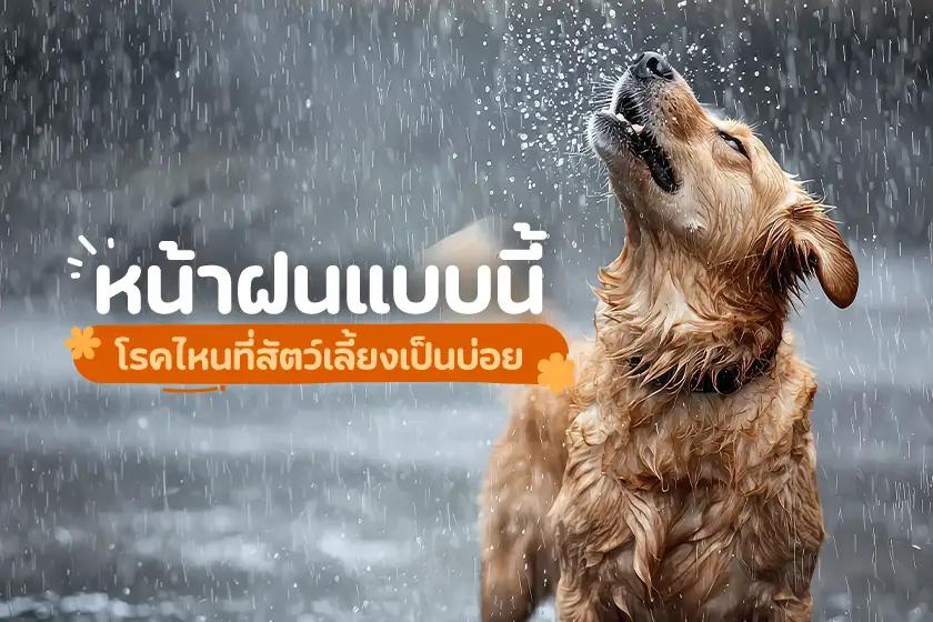 หน้าฝนแบบนี้ โรคไหนที่สัตว์เลี้ยงเป็นบ่อย