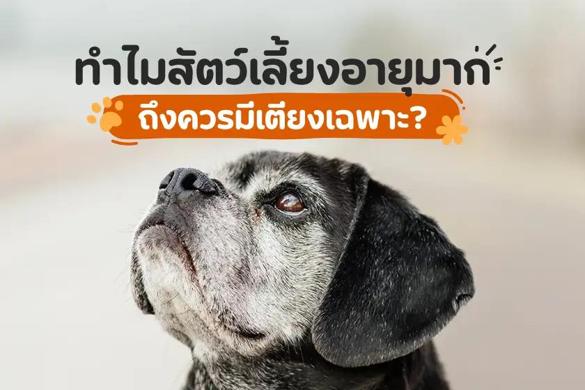 ทำไมสัตว์เลี้ยงอายุมากถึงควรมีเตียงเฉพาะ?