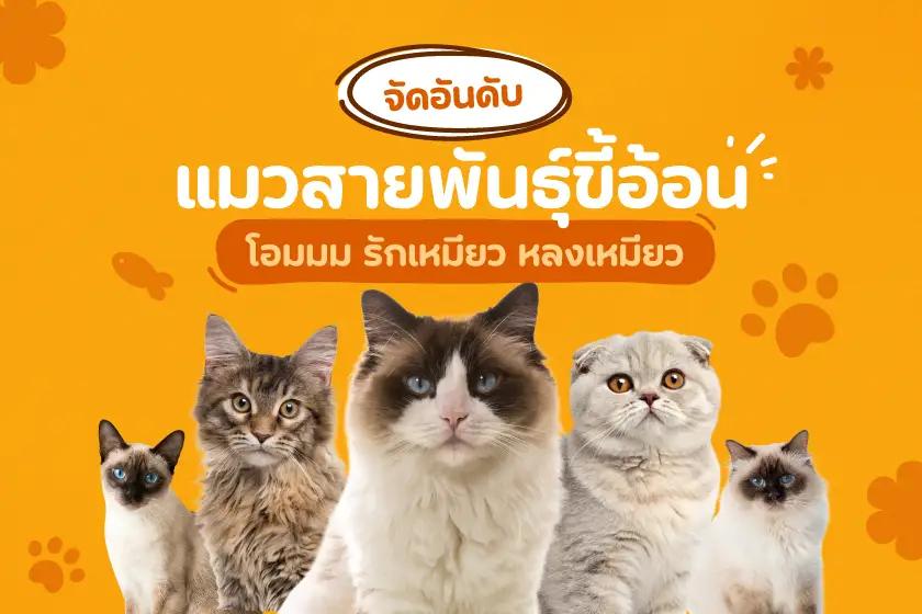 จัดอันดับแมวสายพันธุ์ขี้อ้อน โอมมม รักเหมียว หลงเหมียว